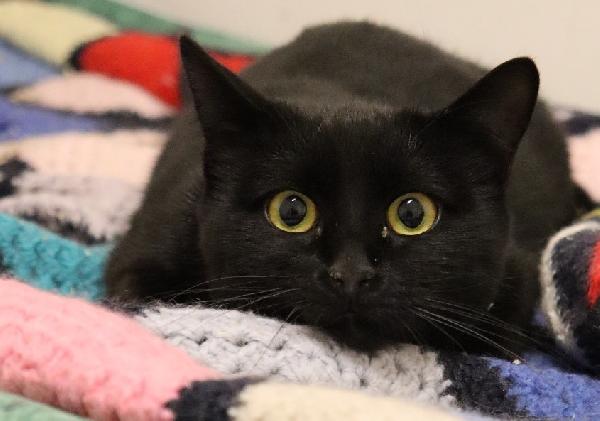 LIQUIRIZIA, adozione del cuore, bellissima ma paurosa Foto 3